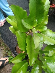 Kalanchoe pinnata
