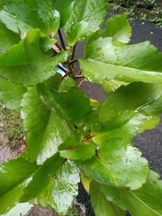 Kalanchoe pinnata