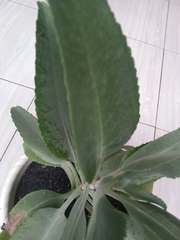 Kalanchoe pinnata