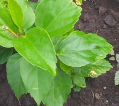 Cordia dichotoma