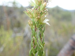 Wahlenbergia axillaris