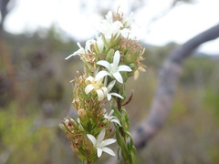 Wahlenbergia axillaris