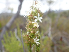 Wahlenbergia axillaris