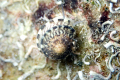 Notogibbula preissiana