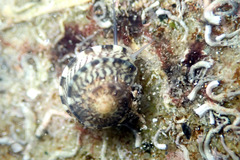 Notogibbula preissiana
