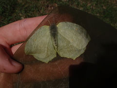 Gonepteryx cleopatra