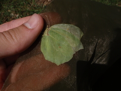 Gonepteryx cleopatra