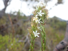 Wahlenbergia axillaris