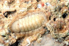 Ischnochiton cariosus