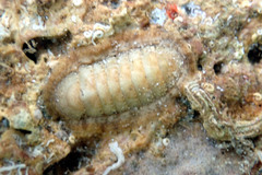 Ischnochiton cariosus