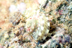 Notogibbula preissiana