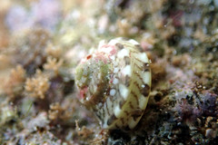 Notogibbula preissiana
