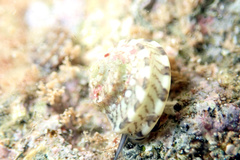 Notogibbula preissiana