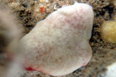 Polysyncraton