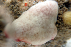 Polysyncraton