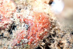 Pyura fissa