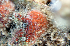 Pyura fissa