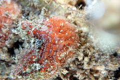 Pyura fissa