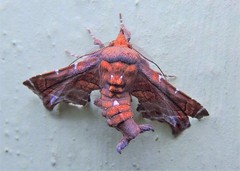 Penicillaria plusioides