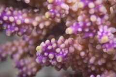 Acropora valida