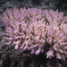 Acropora valida - Photo (c) Damien Brouste,  זכויות יוצרים חלקיות (CC BY-NC), uploaded by Damien Brouste