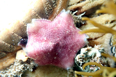 Meridiastra medius