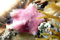 Meridiastra medius