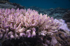 Acropora valida
