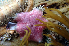 Meridiastra medius
