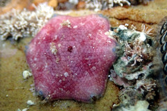 Meridiastra medius