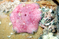 Meridiastra medius