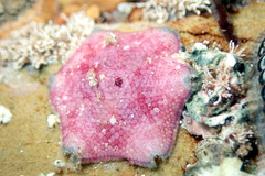 Meridiastra medius