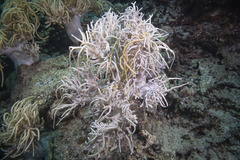 Sclerophytum flexibilis