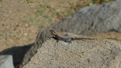 Psammophilus dorsalis