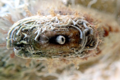 Amblychilepas oblonga