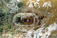 Amblychilepas oblonga