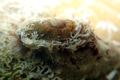 Amblychilepas oblonga