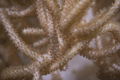 Sclerophytum flexibilis