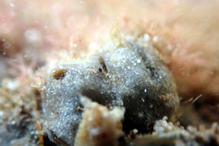 Vulsella