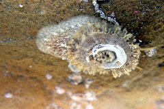 Amblychilepas nigrita