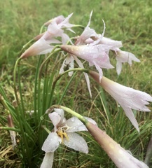 Zephyranthes versicolor