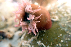 Isanemonia australis