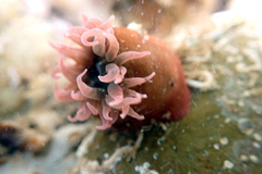 Isanemonia australis