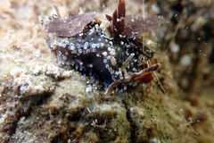 Neoamphicyclus mutans