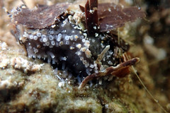 Neoamphicyclus mutans