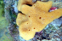Callyspongia