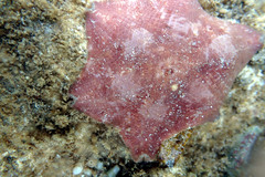 Meridiastra medius