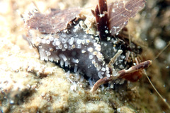 Neoamphicyclus mutans