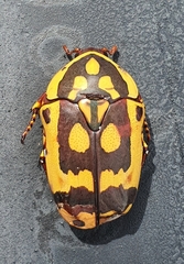 Pachnoda fissipunctum