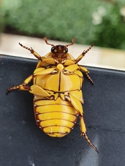 Pachnoda fissipunctum